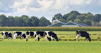 Boerderij